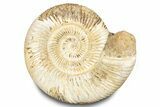 Polished Jurassic Ammonite (Perisphinctes) - Madagascar #283209-1
